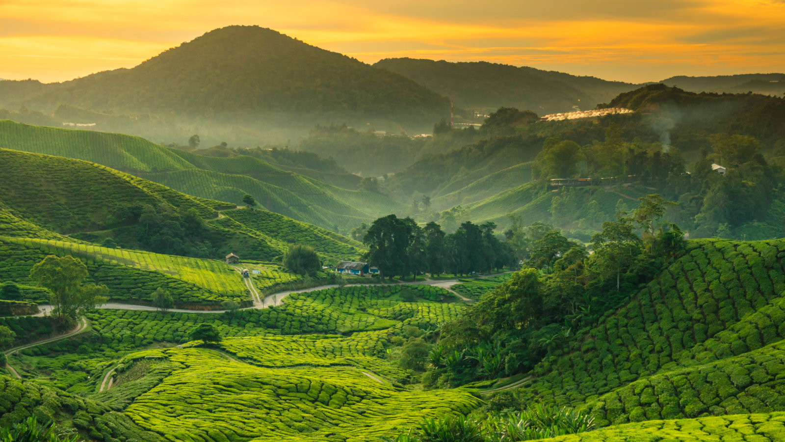 Weitläufige Anbauflächen mit Bergen im Hintergrund bei Sonnenaufgang – Symbol für natürliche, sorgfältig ausgewählte Rohstoffe